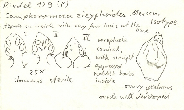 Vorschaubild Camphoromoea zizyphoides Meisn.